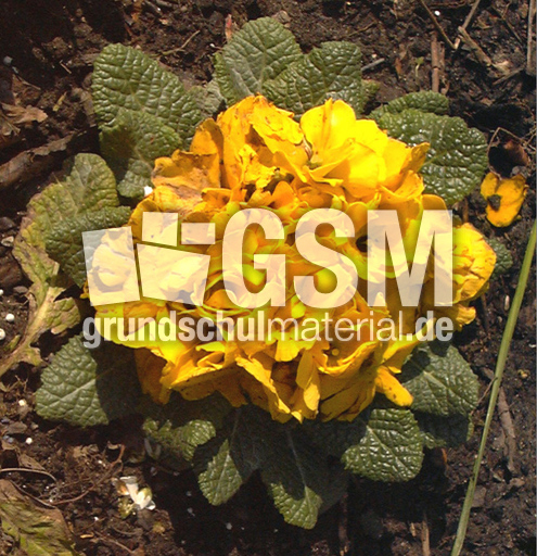 Primel-gelb.jpg